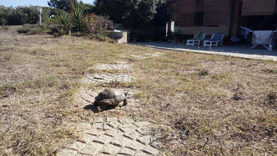 Affittacamere Casa Maica Stintino Exterior foto